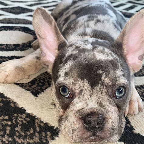 buldog francuski blue merle|9 Things You Should Know About Merle French Bulldogs